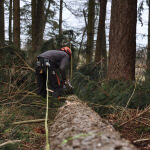 Entastung nach Baumfällung