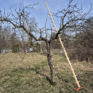 Steigtanne auf einer Streuobstwiese