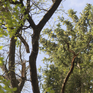 Totholz in der Baumkrone