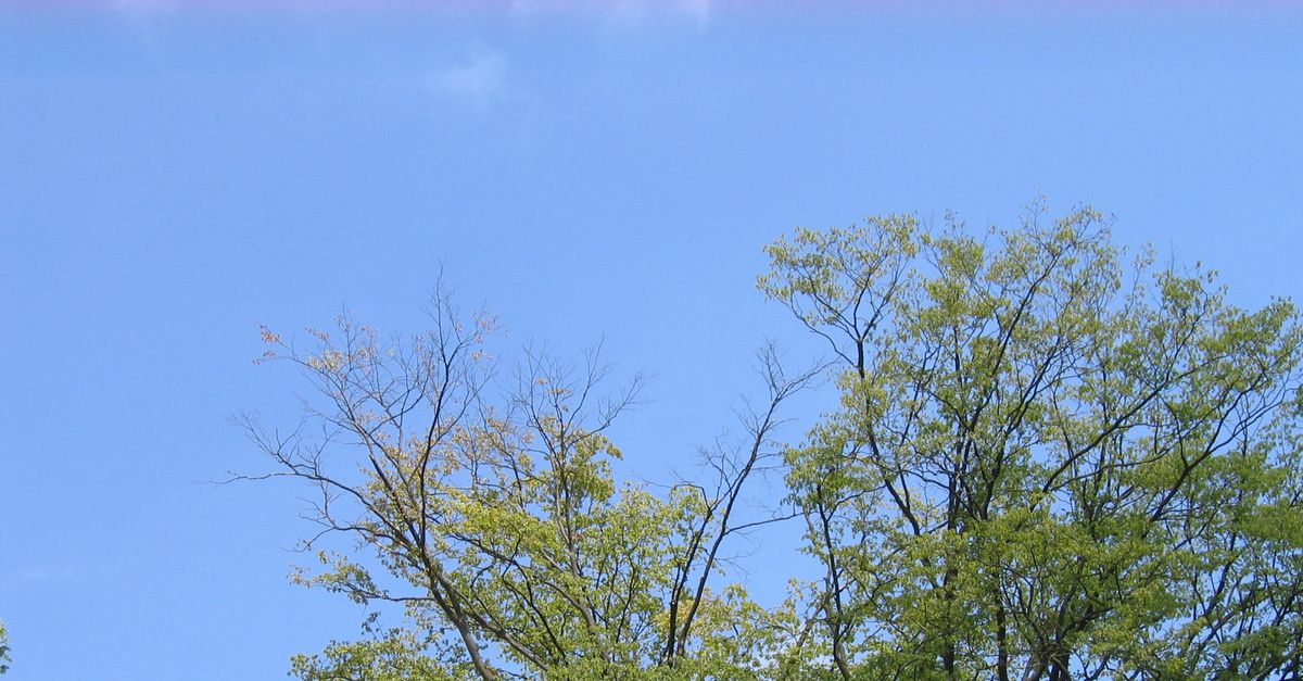 Teilweise abgestorbene Kronenäste einer Esche vor blauem Himmel.