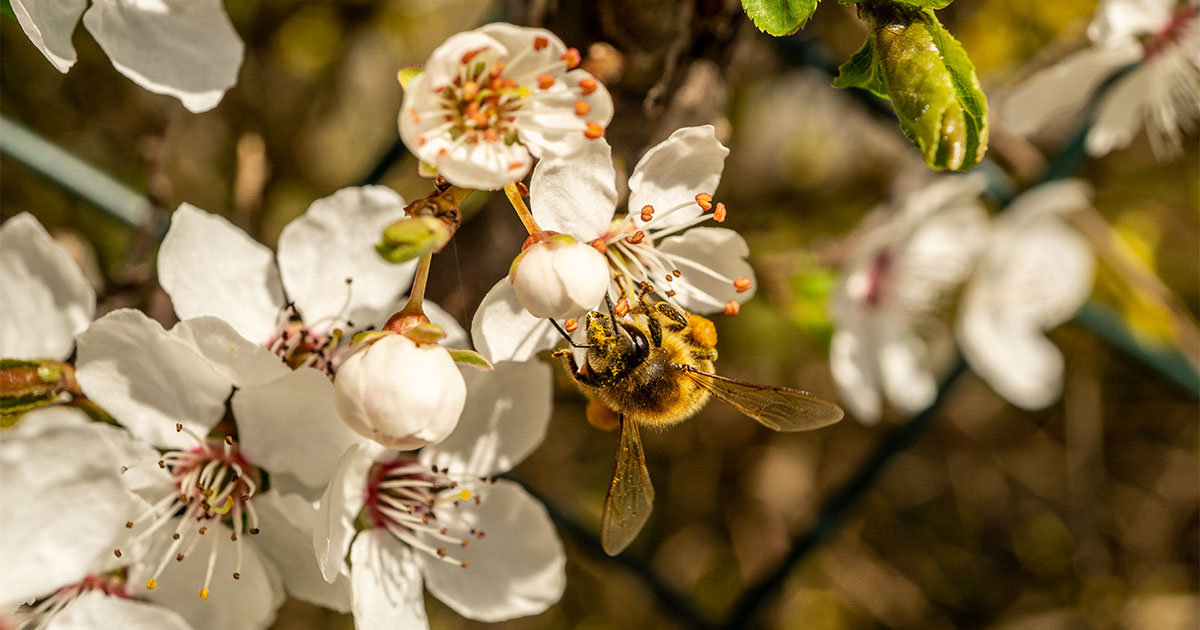 Eine Biene sitzt auf weißen Kirschblüten. © M. Leon