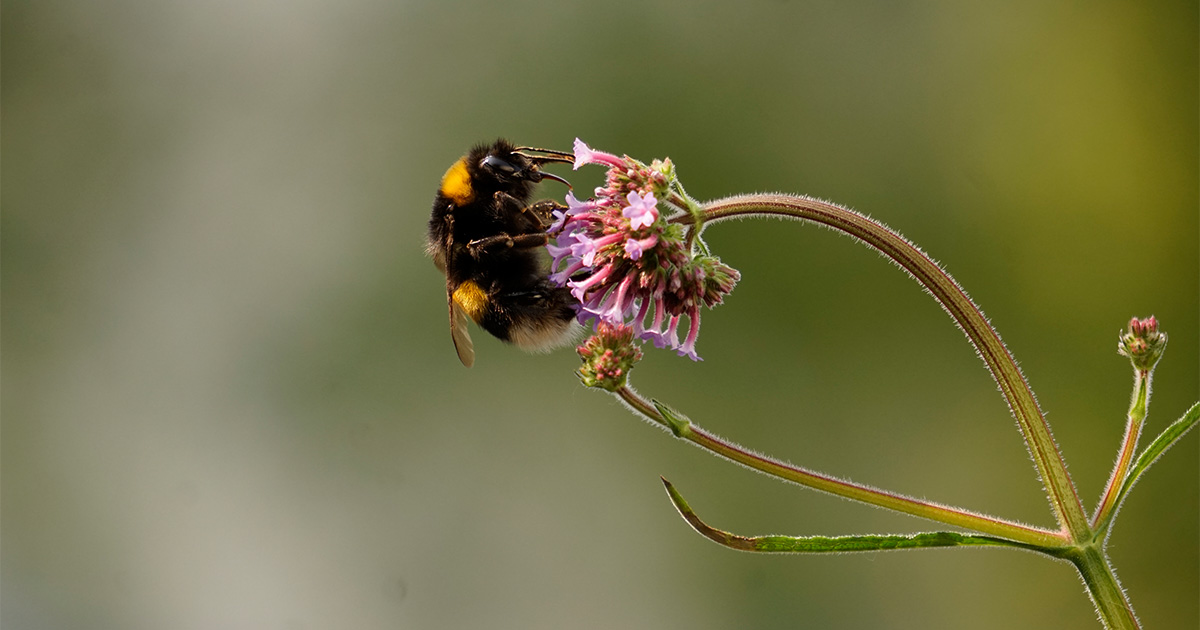 Hummel an einer rosafarbenen Blume. © M. Leon