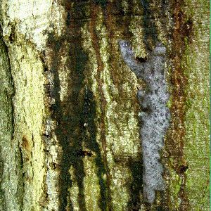 Weißer Schaum an der Rinde eines Baumes. © Leserfoto