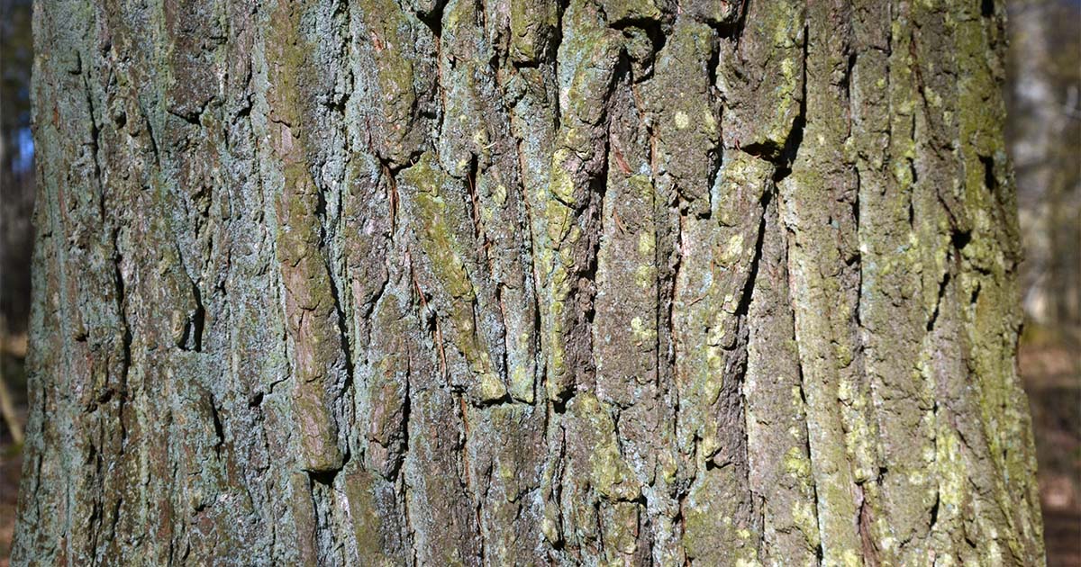 Rinde einer Eiche © M. Leon