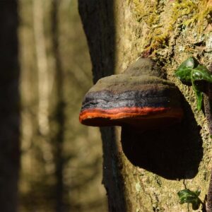 Baumpilz an einem Stamm © M. Leon