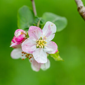 Blüte eines Apfelbaumes vor grünem Hintergrund. © M. Leon