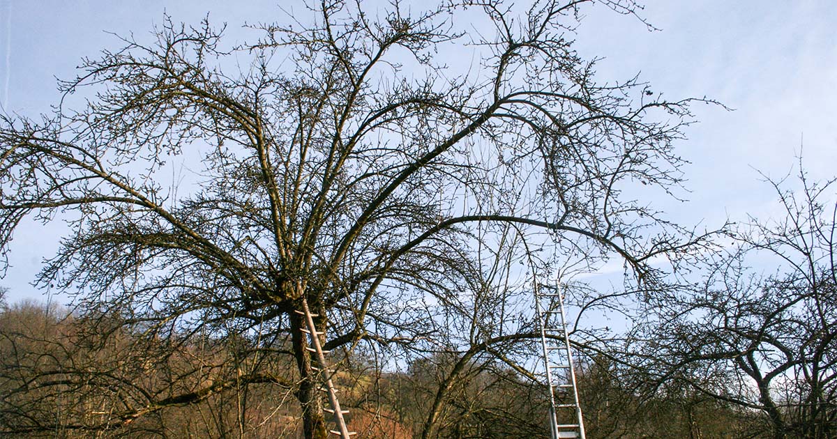 Großkroniger Apfelbaum ohne Blätter im Winter vor dem Schnitt. © J. Bilharz