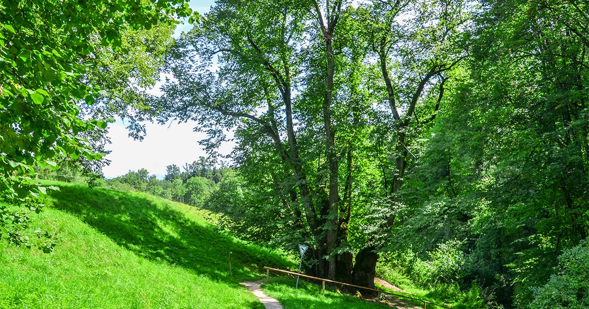 Die Tassilolinde bei Wessobrunn © J. Böhm